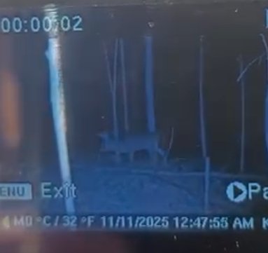 Trail camera photo of the buck from the called-off track