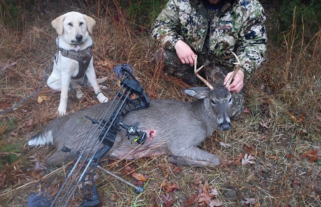 Cookie's fourth deer recovery