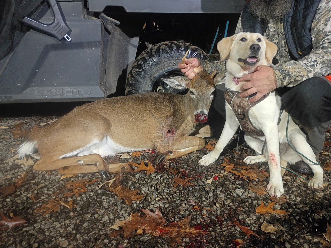 Cookie's fifth deer recovery