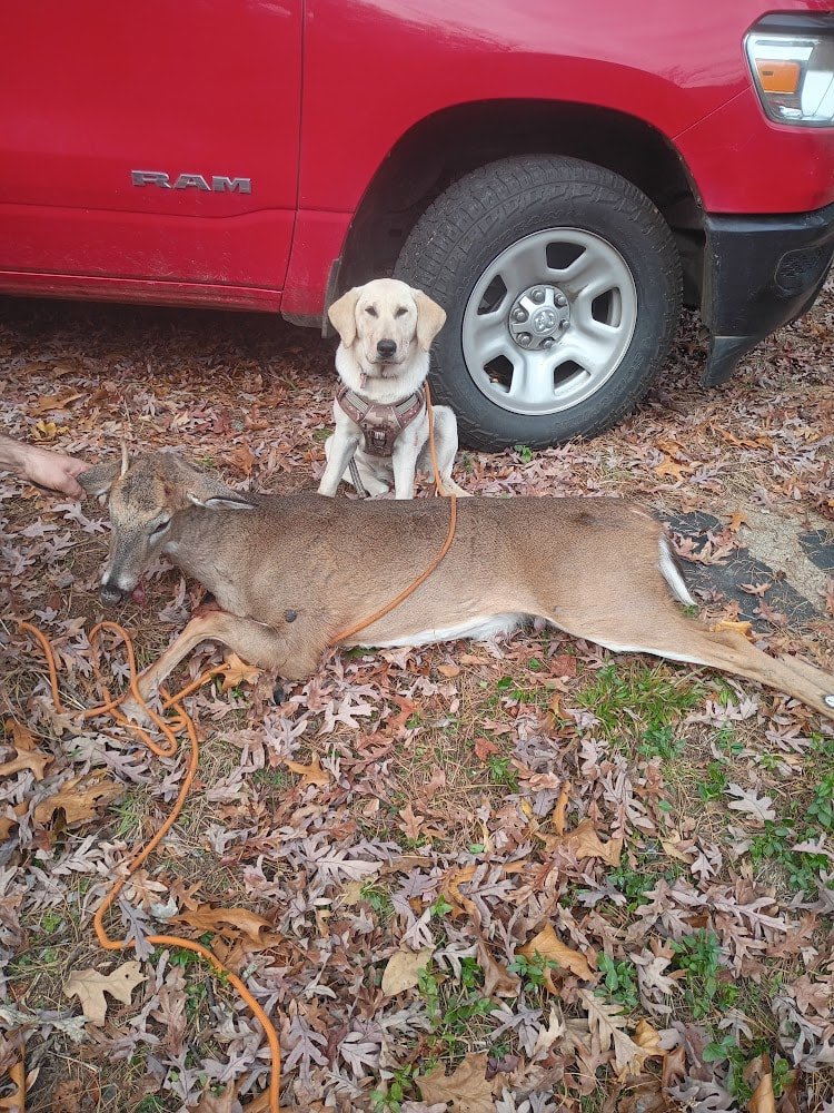 Cookie's third deer recovery