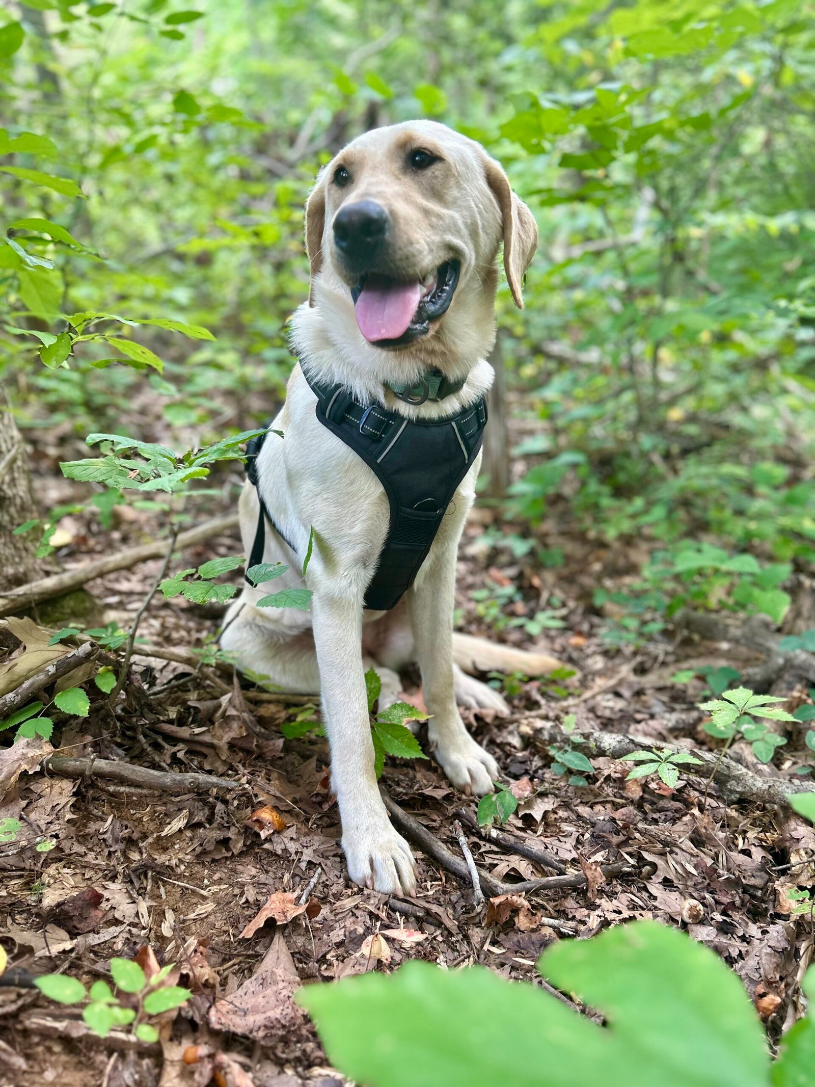 Cookie with a recovered buck