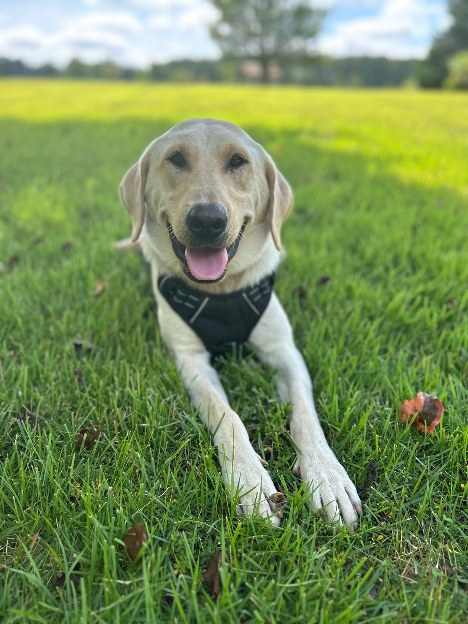 Cookie the tracking dog outdoors