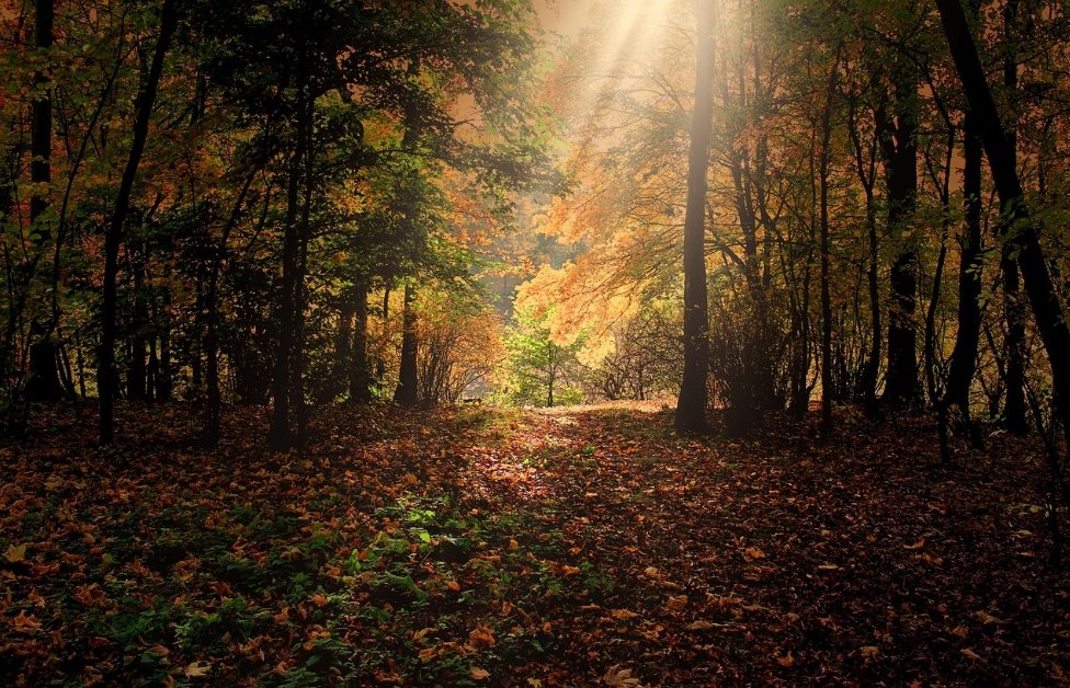 Fall woods where Cookie's sixth deer recovery took place