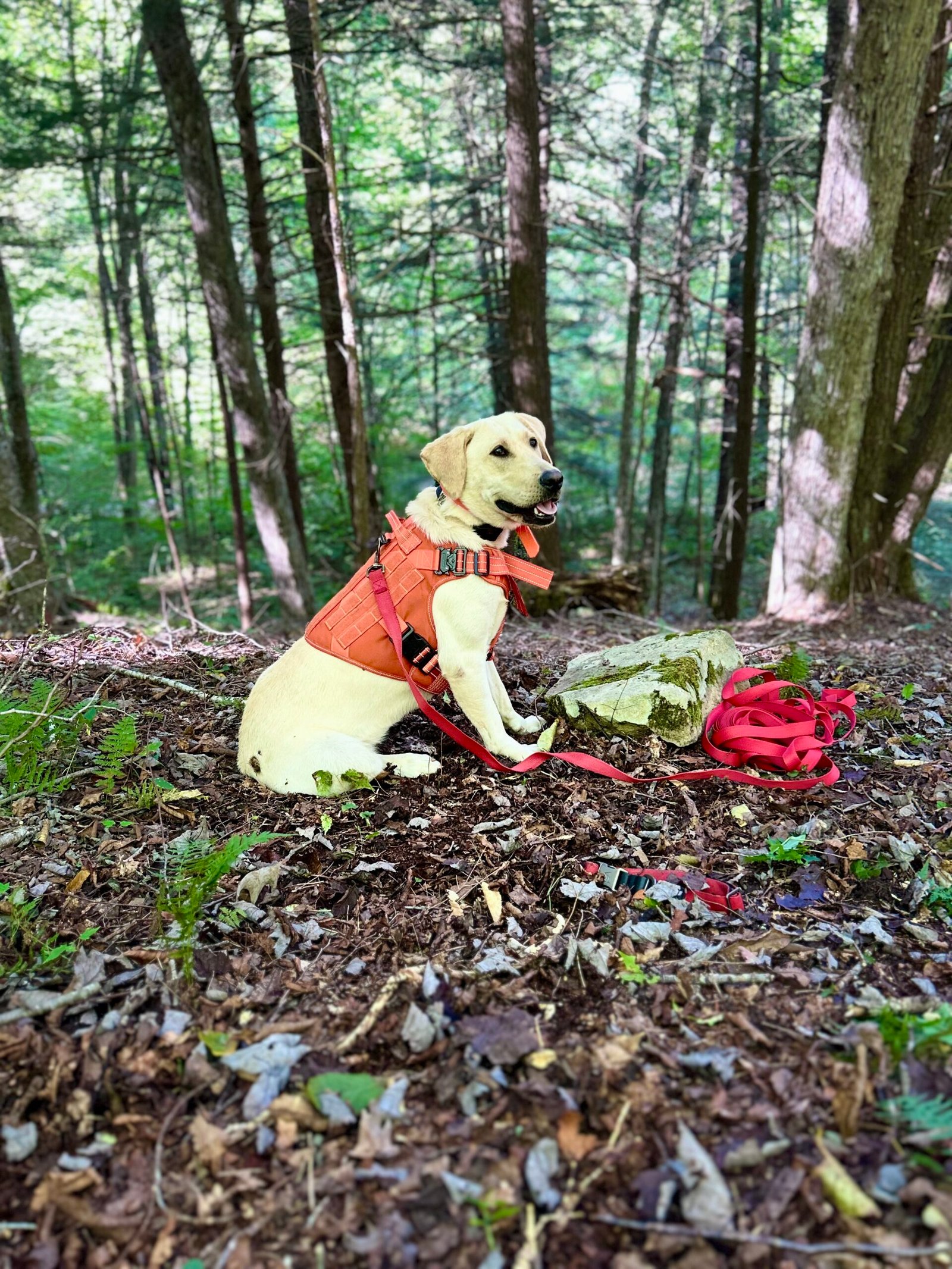 Cookie with a recovered buck