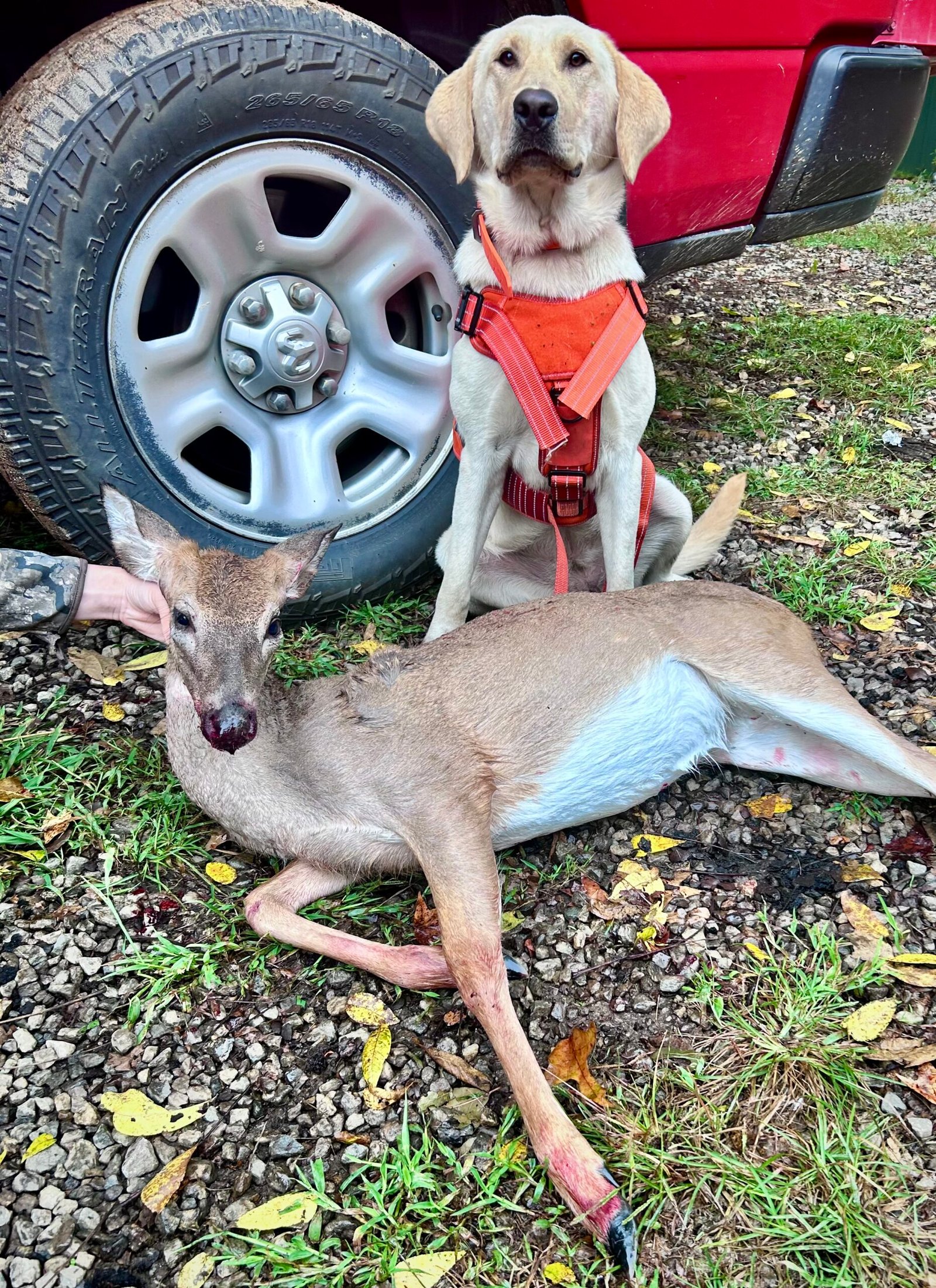 Cookie's first deer recovery of 2026