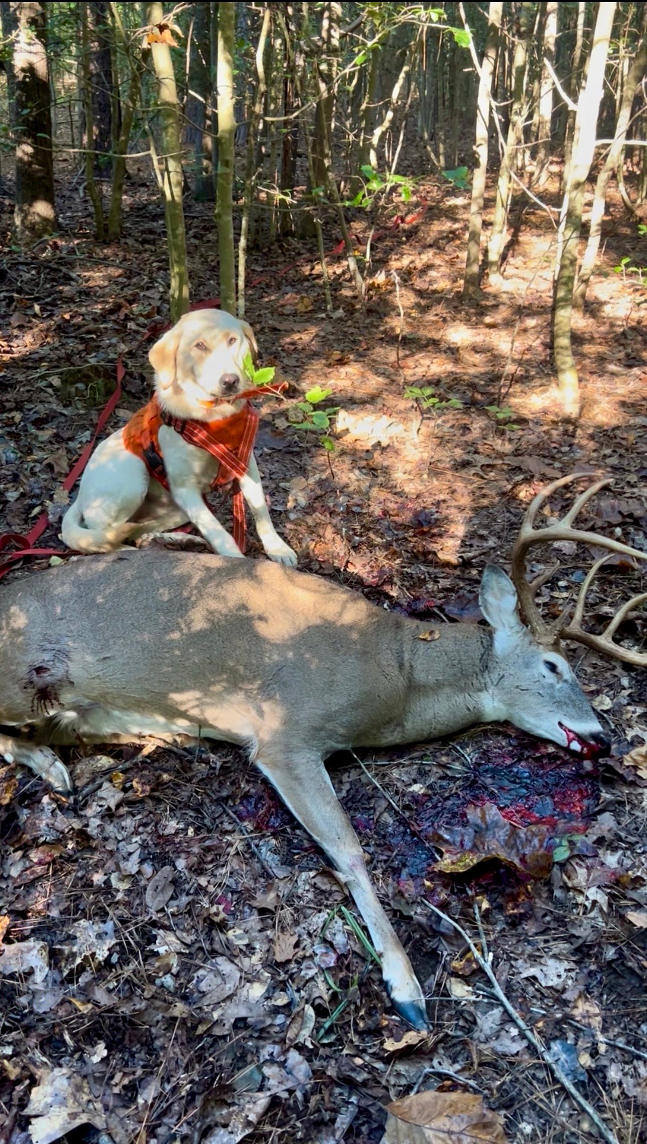 Cookie's second deer recovery of 2026
