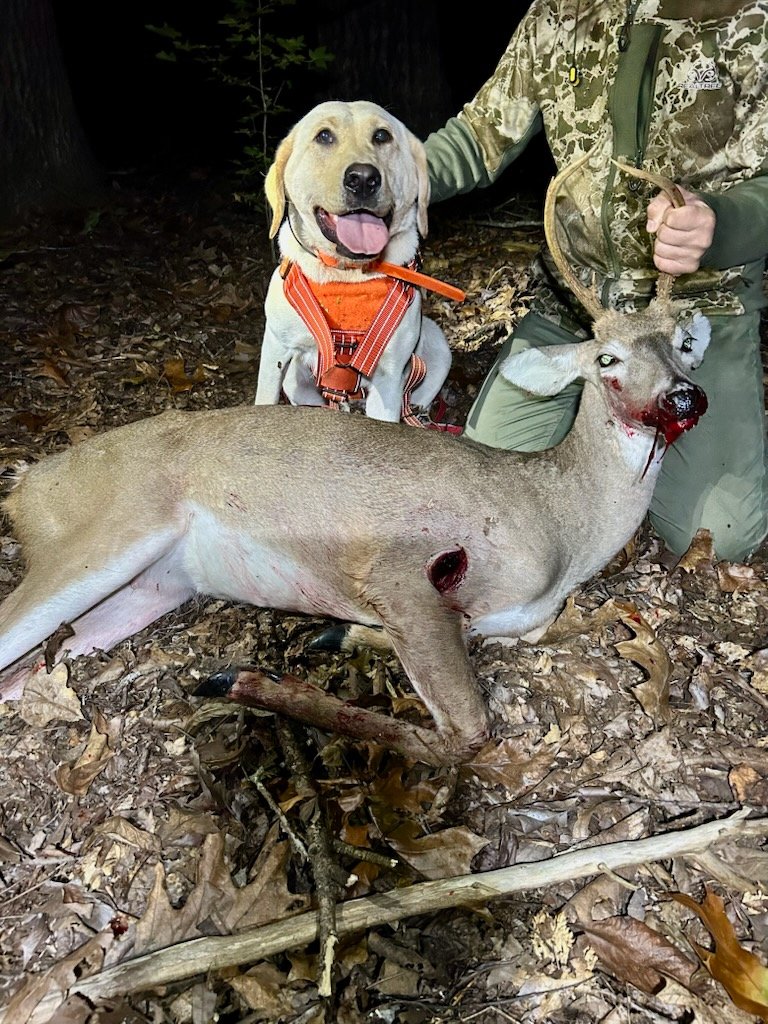 Cookie's third deer recovery of 2026